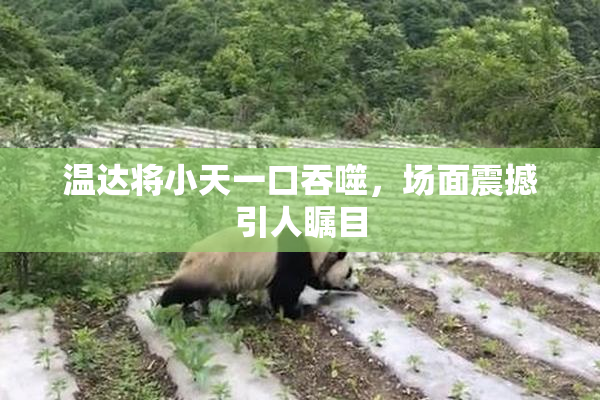 温达将小天一口吞噬，场面震撼引人瞩目