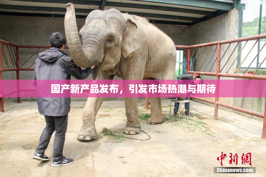 国产新产品发布，引发市场热潮与期待
