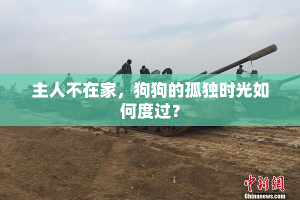 主人不在家，狗狗的孤独时光如何度过？