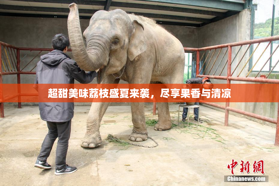 超甜美味荔枝盛夏来袭，尽享果香与清凉