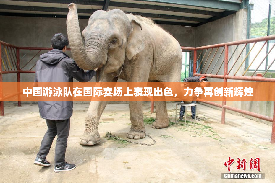 中国游泳队在国际赛场上表现出色，力争再创新辉煌