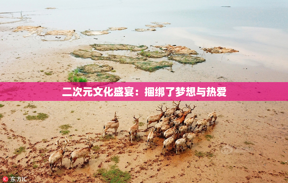 二次元文化盛宴：捆绑了梦想与热爱