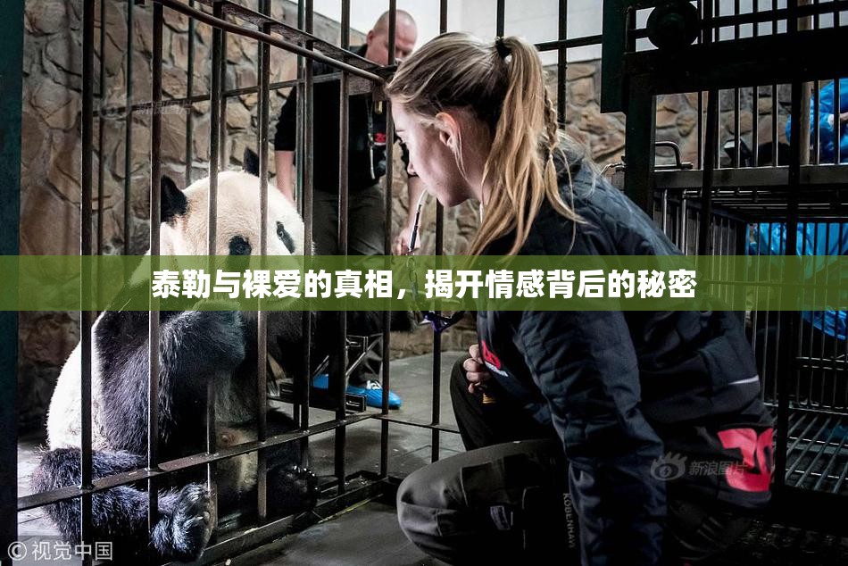 泰勒与裸爱的真相，揭开情感背后的秘密