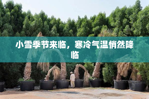小雪季节来临，寒冷气温悄然降临