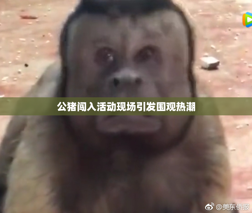 公猪闯入活动现场引发围观热潮