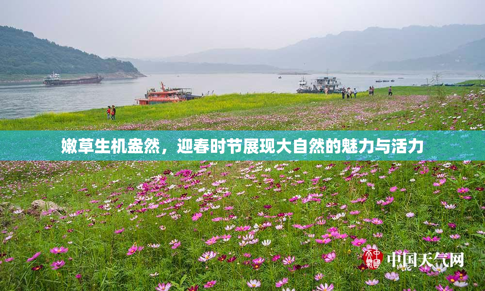 嫩草生机盎然，迎春时节展现大自然的魅力与活力