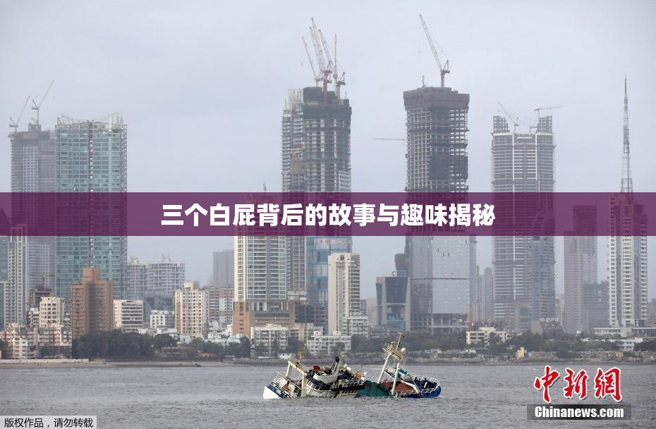 三个白屁背后的故事与趣味揭秘