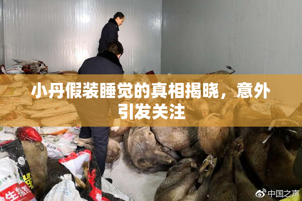 小丹假装睡觉的真相揭晓，意外引发关注