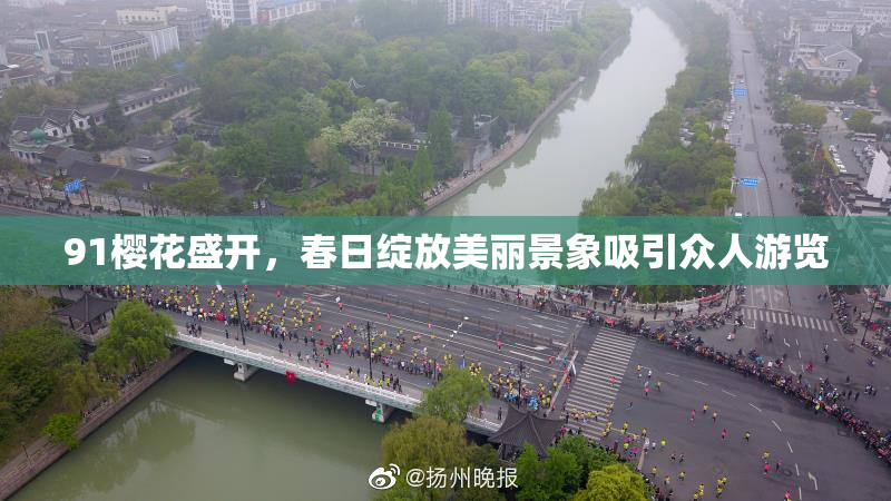 91樱花盛开，春日绽放美丽景象吸引众人游览