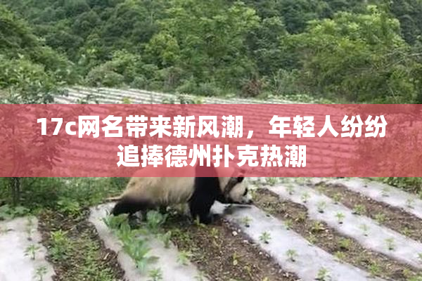 17c网名带来新风潮，年轻人纷纷追捧德州扑克热潮