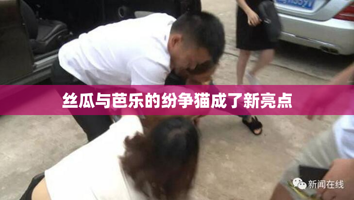 丝瓜与芭乐的纷争猫成了新亮点