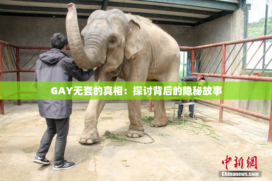GAY无套的真相：探讨背后的隐秘故事