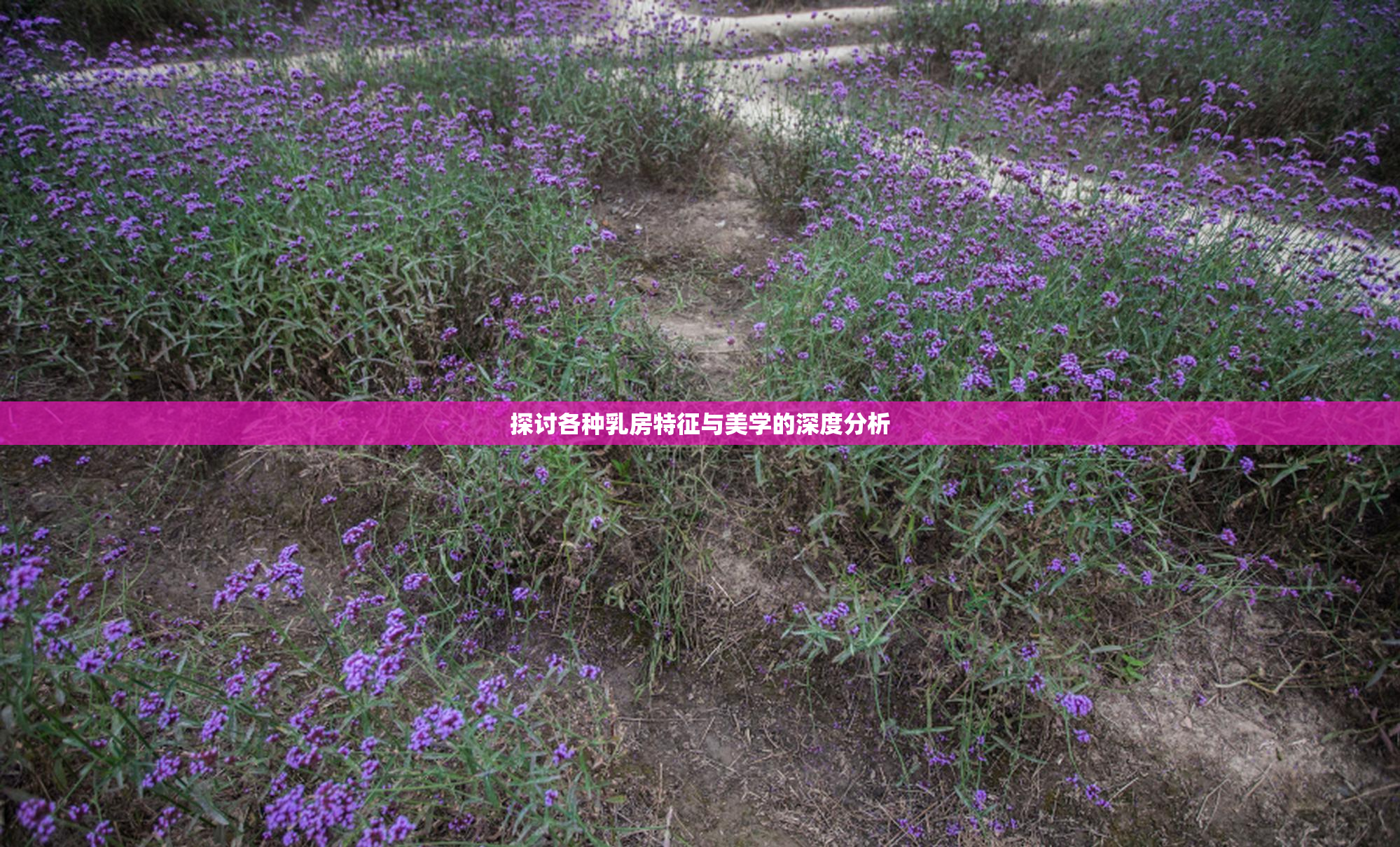 探讨各种乳房特征与美学的深度分析