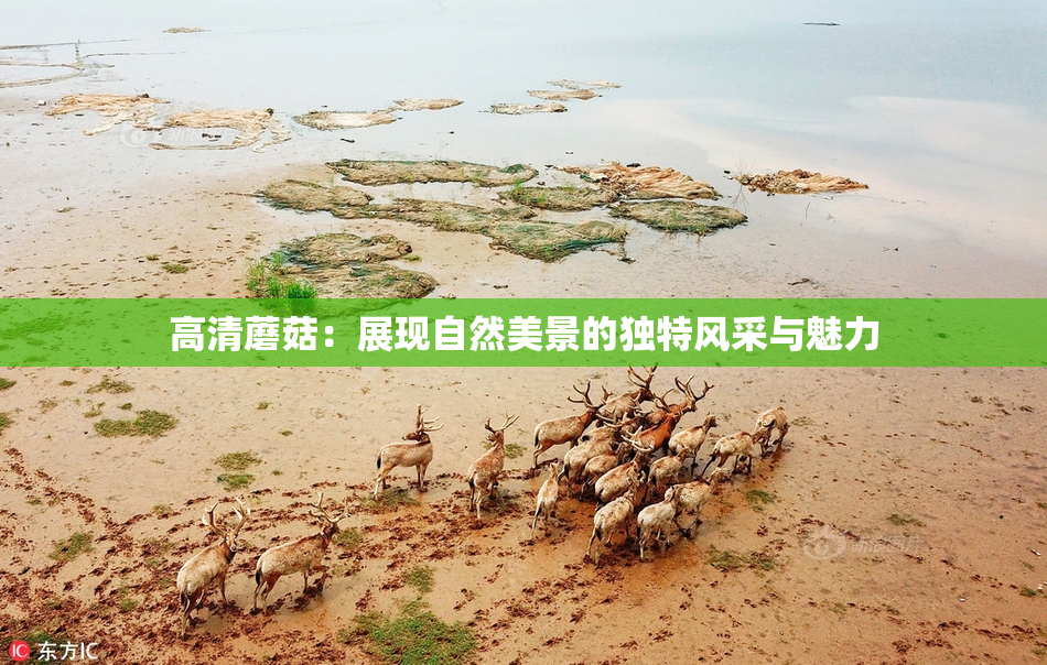 高清蘑菇：展现自然美景的独特风采与魅力