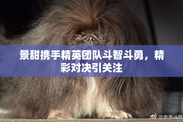 景甜携手精英团队斗智斗勇，精彩对决引关注