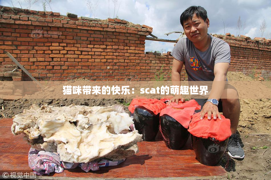 猫咪带来的快乐：scat的萌趣世界