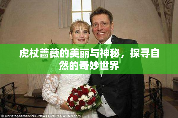 虎杖蔷薇的美丽与神秘，探寻自然的奇妙世界