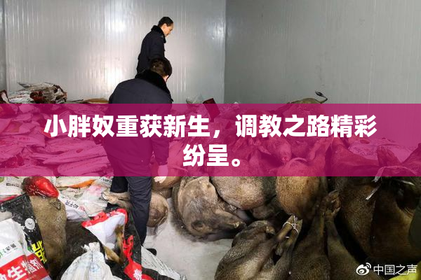 小胖奴重获新生，调教之路精彩纷呈。