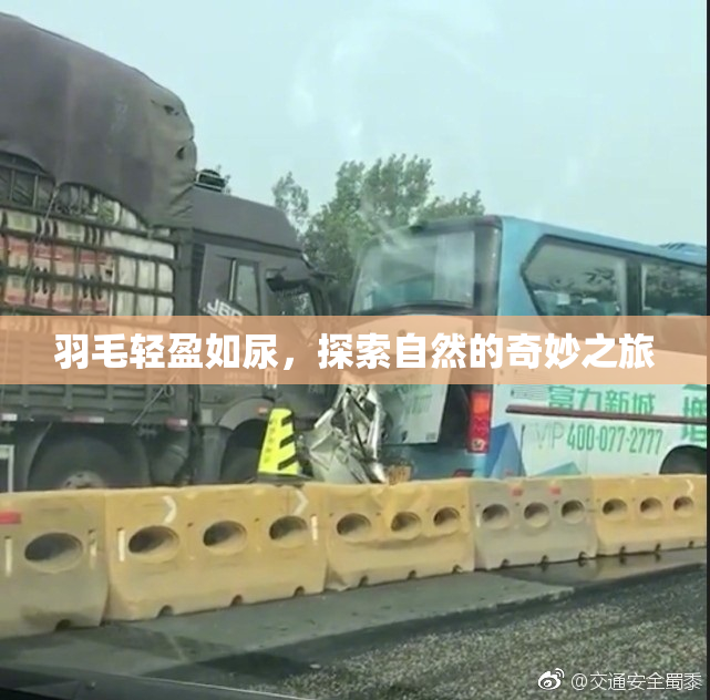 羽毛轻盈如尿，探索自然的奇妙之旅
