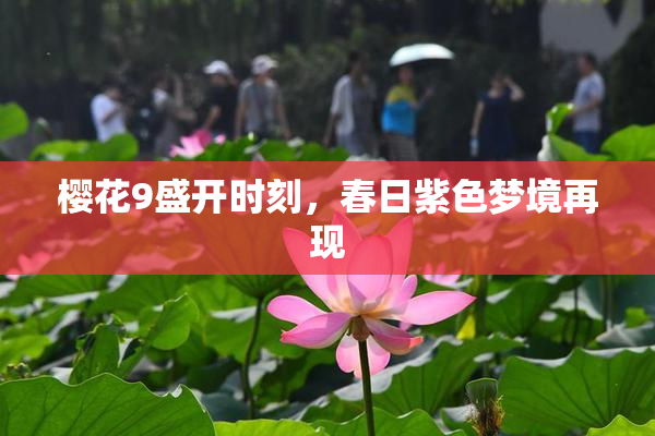 樱花9盛开时刻，春日紫色梦境再现