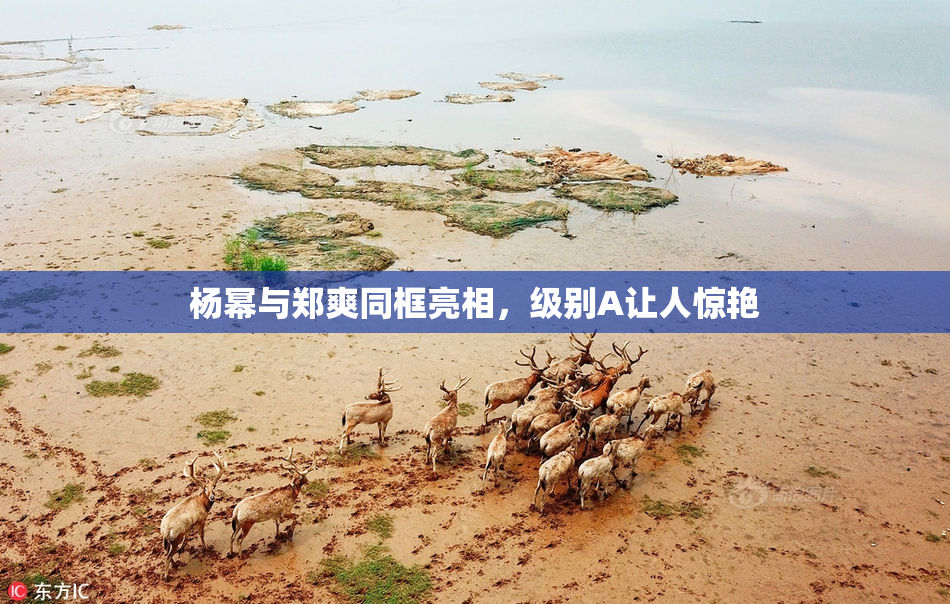 杨幂与郑爽同框亮相，级别A让人惊艳