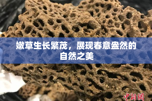嫩草生长繁茂，展现春意盎然的自然之美