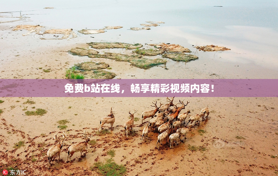 免费b站在线，畅享精彩视频内容！