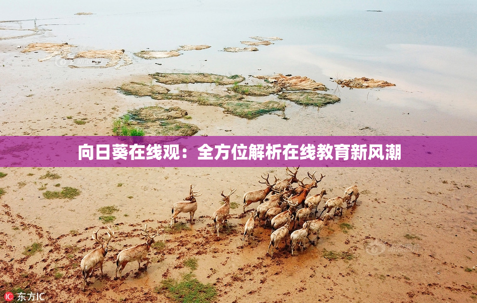 向日葵在线观：全方位解析在线教育新风潮