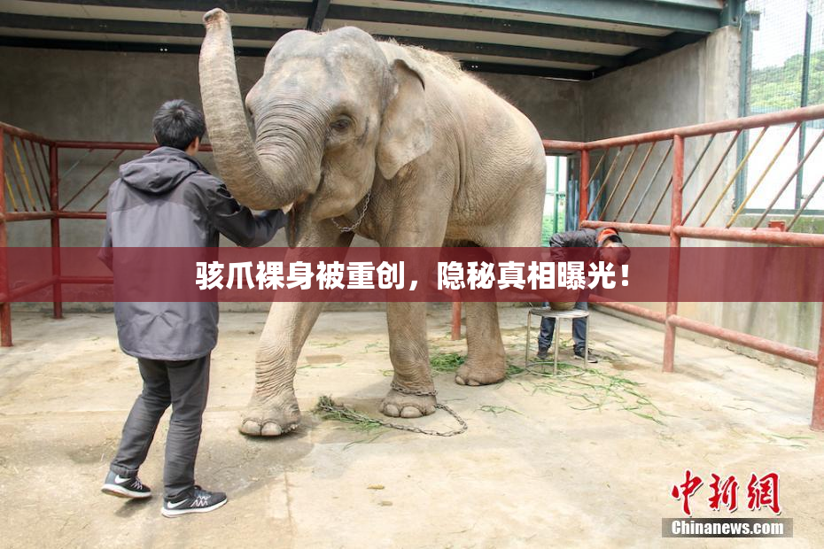 骇爪裸身被重创，隐秘真相曝光！