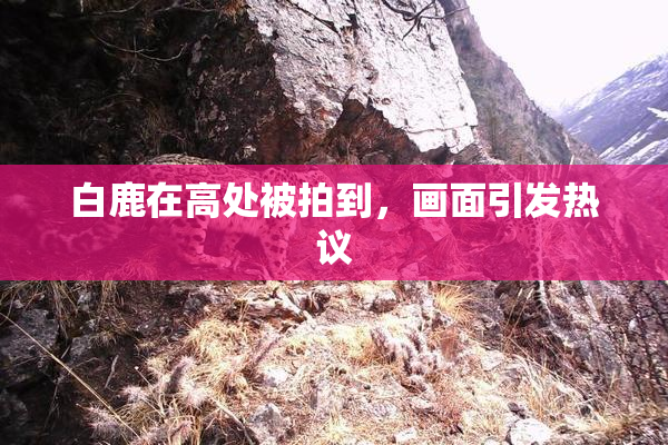 白鹿在高处被拍到，画面引发热议