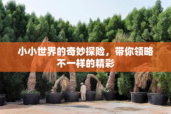 小小世界的奇妙探险，带你领略不一样的精彩