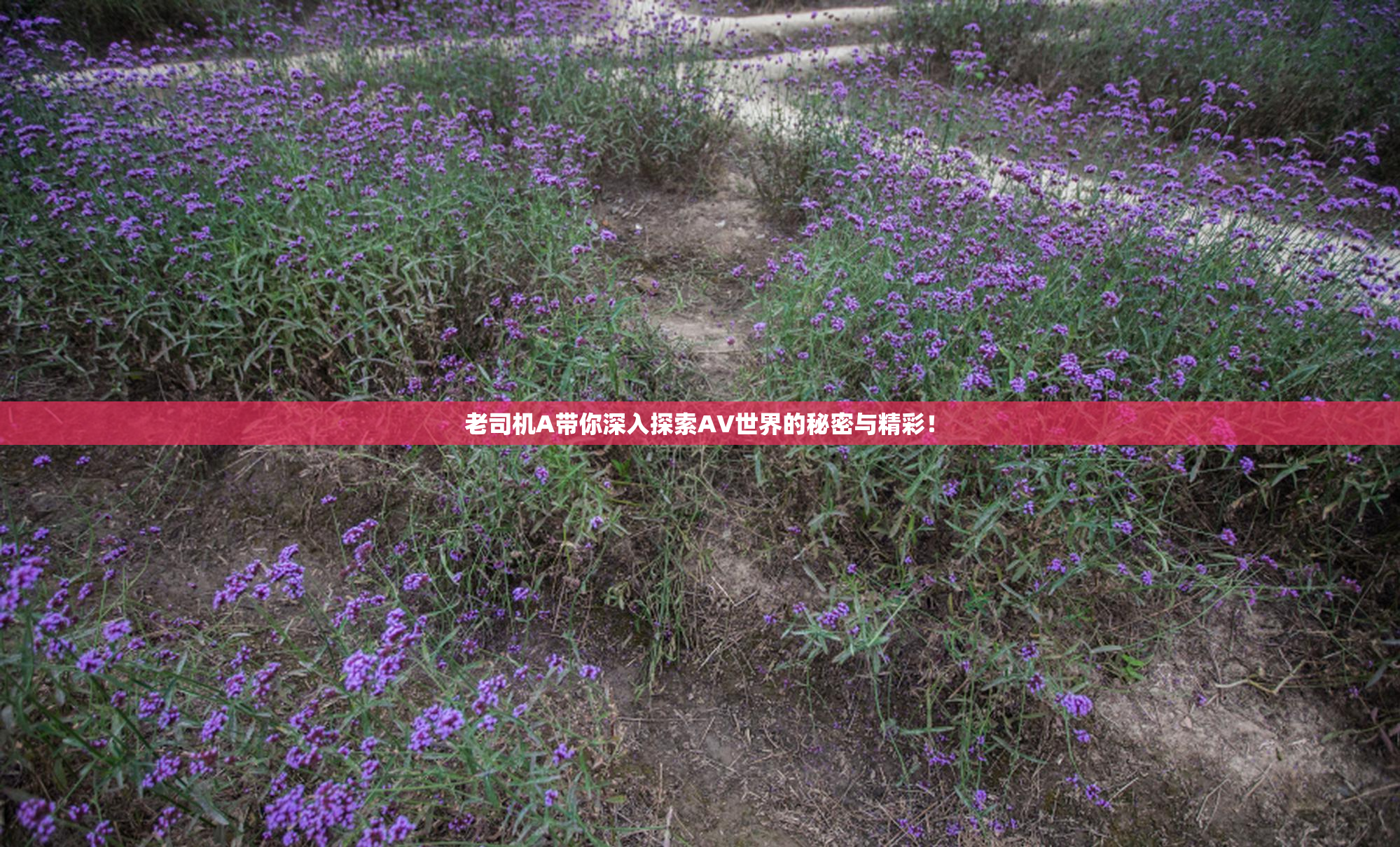 老司机A带你深入探索AV世界的秘密与精彩！
