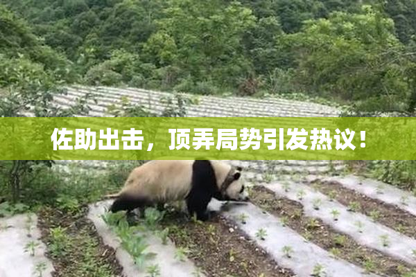 佐助出击，顶弄局势引发热议！