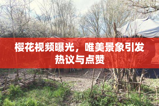 樱花视频曝光，唯美景象引发热议与点赞
