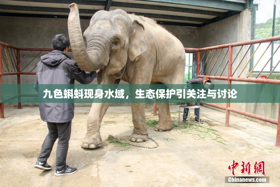 九色蝌蚪现身水域，生态保护引关注与讨论
