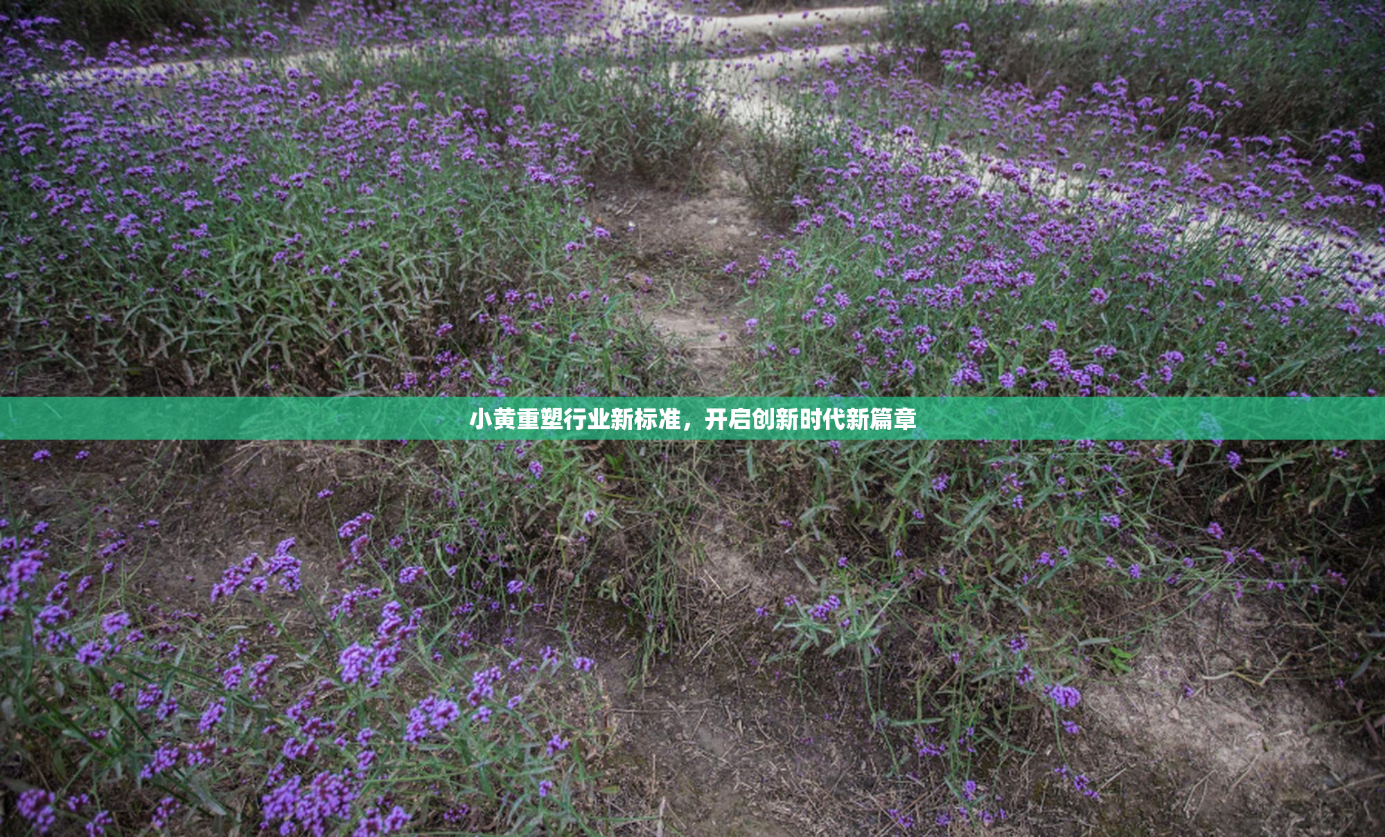小黄重塑行业新标准，开启创新时代新篇章