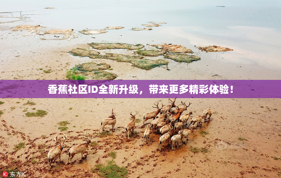 香蕉社区ID全新升级，带来更多精彩体验！
