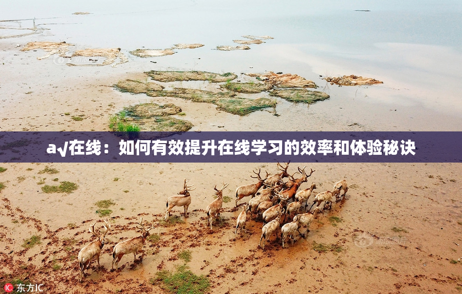 a√在线：如何有效提升在线学习的效率和体验秘诀