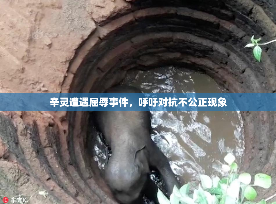 辛灵遭遇屈辱事件，呼吁对抗不公正现象