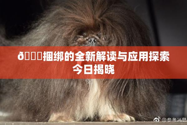 🔞捆绑的全新解读与应用探索今日揭晓