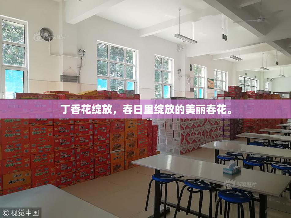 丁香花绽放，春日里绽放的美丽春花。