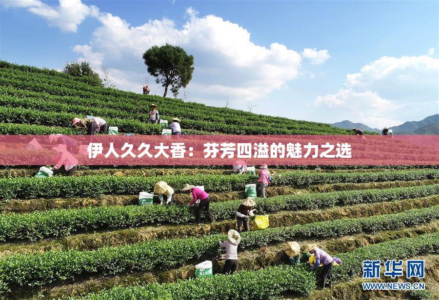 伊人久久大香：芬芳四溢的魅力之选