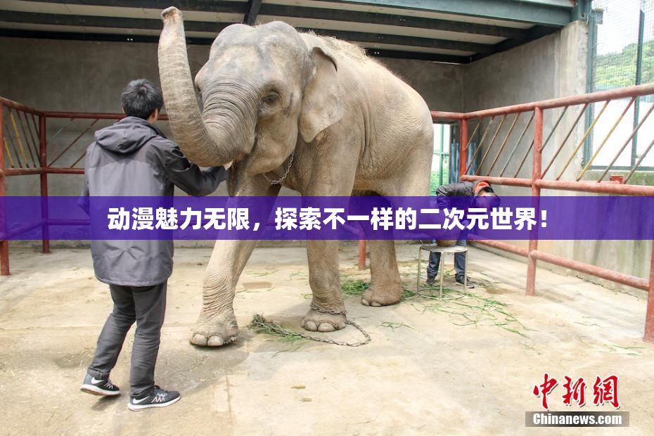 动漫魅力无限，探索不一样的二次元世界！