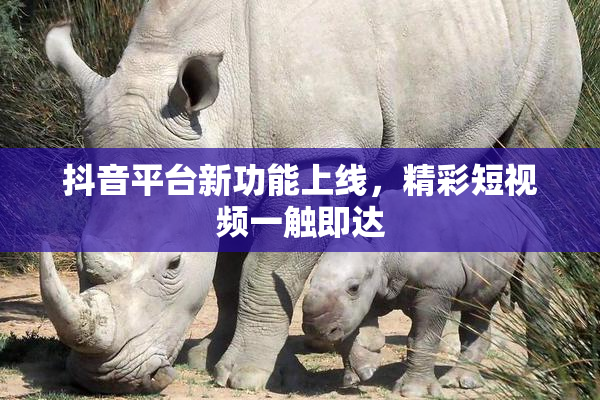抖音平台新功能上线，精彩短视频一触即达
