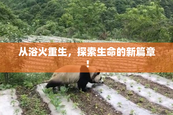 从浴火重生，探索生命的新篇章！