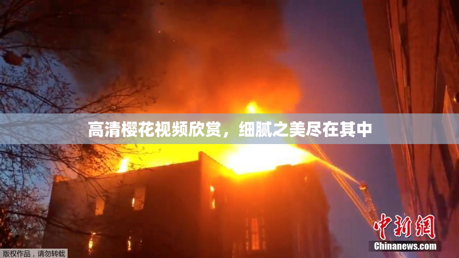 高清樱花视频欣赏，细腻之美尽在其中