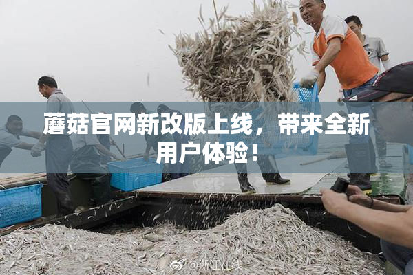 蘑菇官网新改版上线，带来全新用户体验！