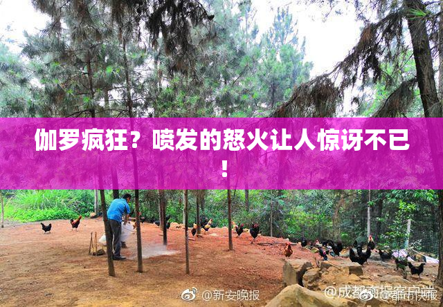 伽罗疯狂？喷发的怒火让人惊讶不已！
