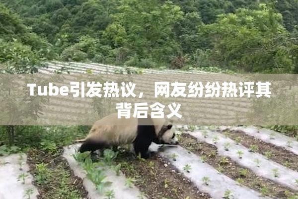 Tube引发热议，网友纷纷热评其背后含义