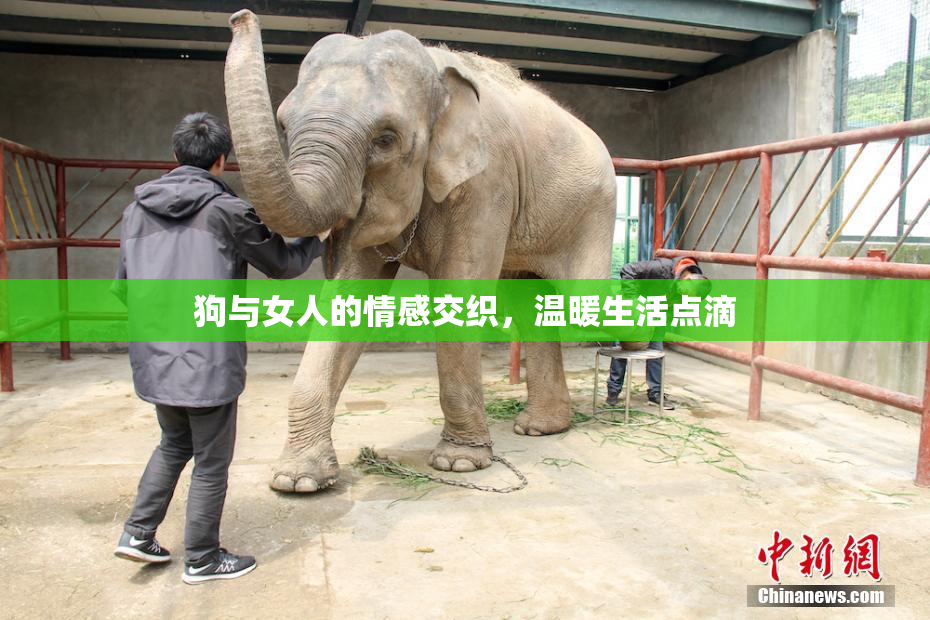 狗与女人的情感交织，温暖生活点滴
